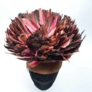 Cameroon Hat with feathers